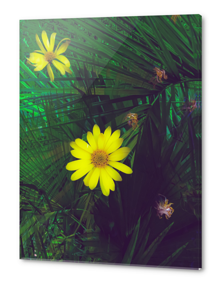 Blooming yellow flowers with green palm leaves background Acrylic prints by Timmy333