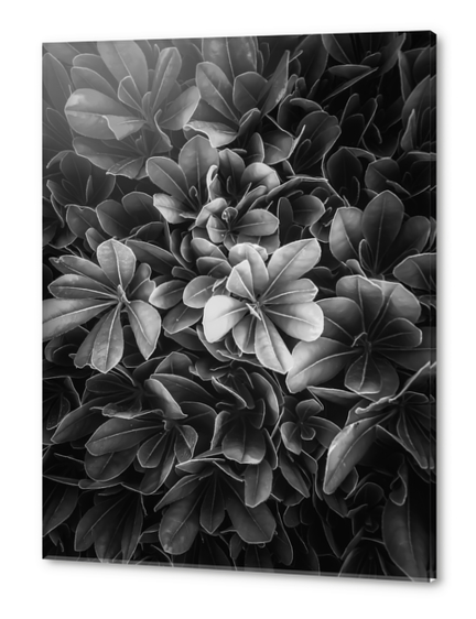 leaves texture background in black and white Acrylic prints by Timmy333