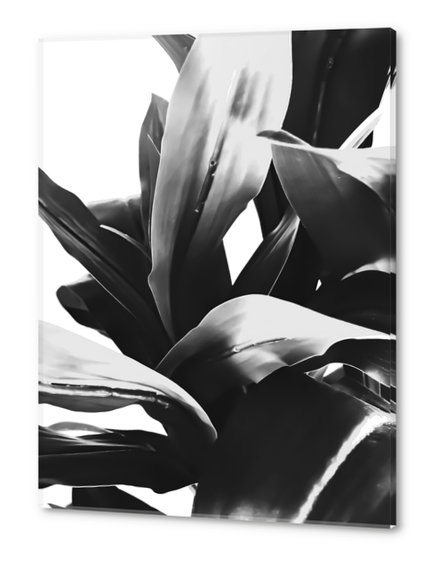 leaves texture abstract background in black and white Acrylic prints by Timmy333