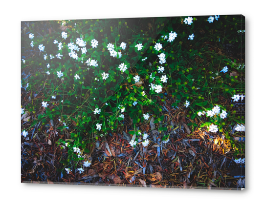 blooming white flowers with green leaves and dry leaves  Acrylic prints by Timmy333