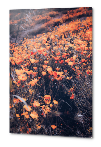 blooming yellow poppy flower field in California, USA Acrylic prints by Timmy333