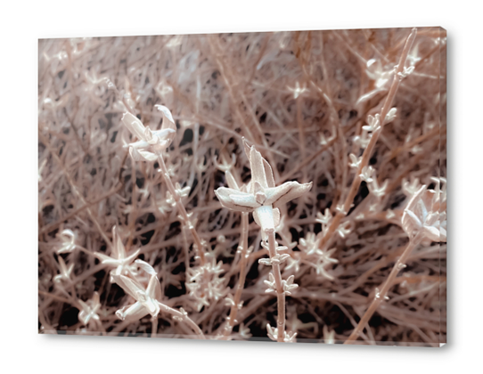 blooming dry plant with brown dry grass background Acrylic prints by Timmy333