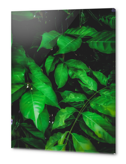 green leaves texture background Acrylic prints by Timmy333