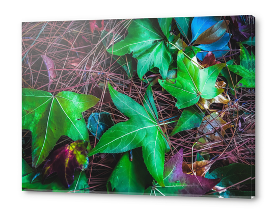 closeup green leaves on the dry grass Acrylic prints by Timmy333