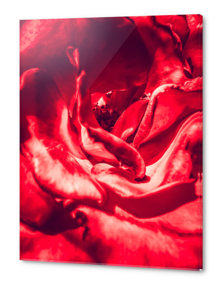 red rose texture background Acrylic prints by Timmy333