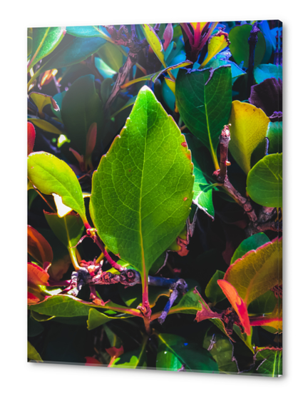 closeup green leaves with orange and green leaves background Acrylic prints by Timmy333