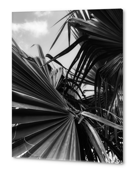 palm leaves texture background in black and white Acrylic prints by Timmy333