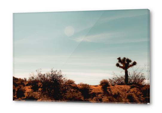 Cactus and desert view at Red Rock Canyon State Park California USA Acrylic prints by Timmy333