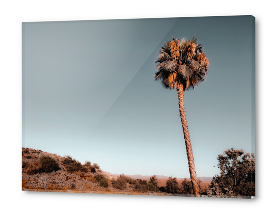 isolated palm tree with mountain and blue sky background Acrylic prints by Timmy333