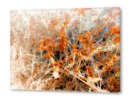 dry brown wildflowers with dry grass background Acrylic prints by Timmy333