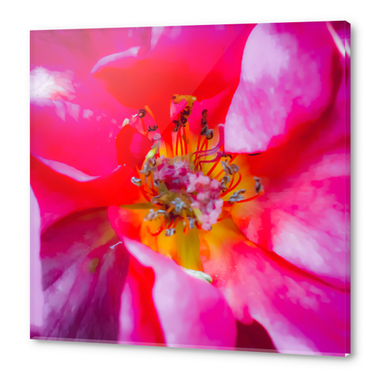 closeup blooming pink rose texture with pollen Acrylic prints by Timmy333