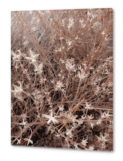 blooming dry plant with brown dry grass field background Acrylic prints by Timmy333