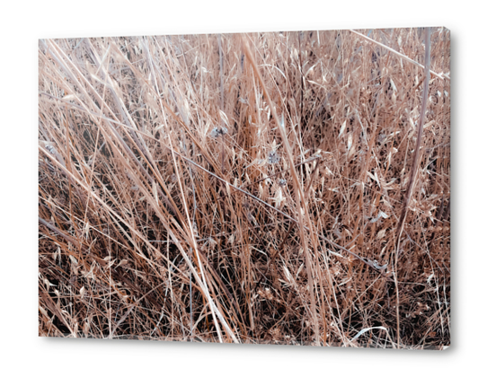 dry brown grass field texture abstract background Acrylic prints by Timmy333