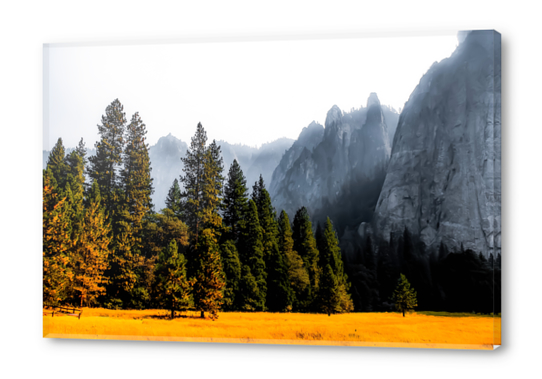 pine tree with mountains background at Yosemite national park, California, USA Acrylic prints by Timmy333