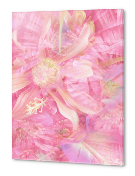 blooming pink daisy flower abstract background Acrylic prints by Timmy333