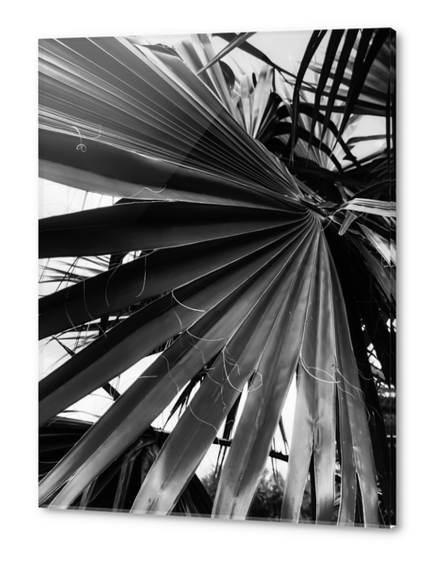 palm leaves texture abstract in black and white Acrylic prints by Timmy333