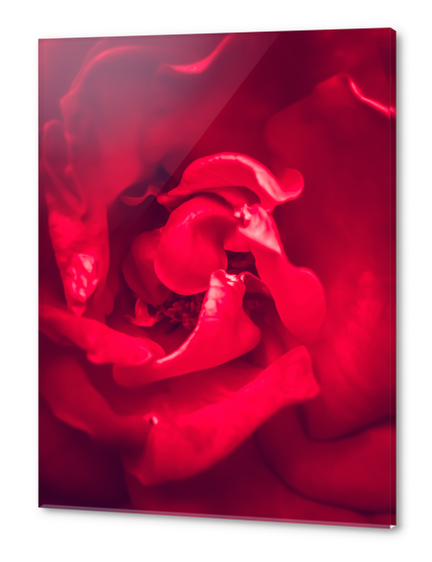 closeup red rose Acrylic prints by Timmy333