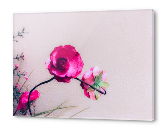 closeup blooming pink flowers with white wall background Acrylic prints by Timmy333