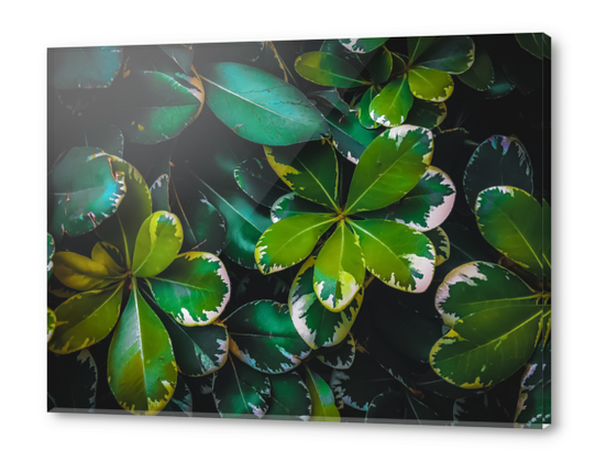 closeup green leaves texture background Acrylic prints by Timmy333