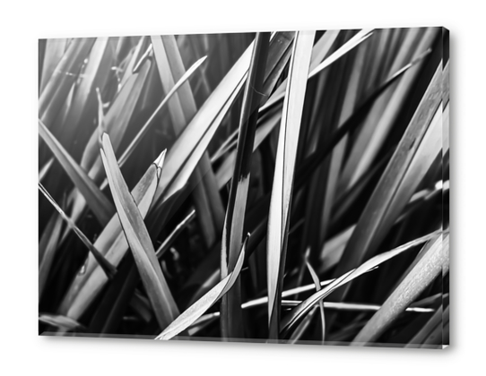 leaves texture abstract background in black and white Acrylic prints by Timmy333