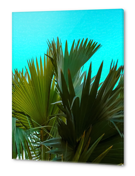 Closeup green palm leaves texture with blue background Acrylic prints by Timmy333