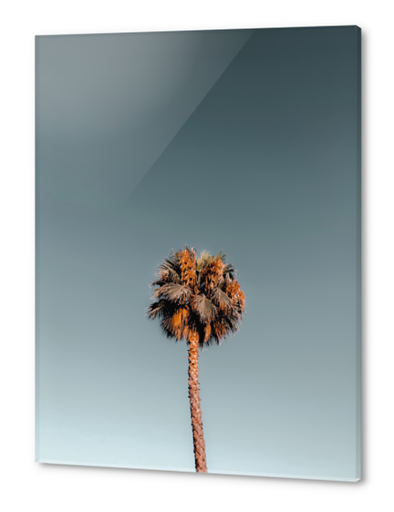 Isolated tropical palm tree in summer with blue sky Acrylic prints by Timmy333