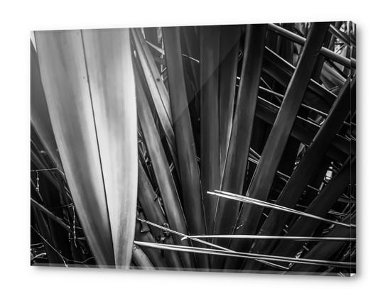 closeup palm leaves texture abstract in black and white Acrylic prints by Timmy333