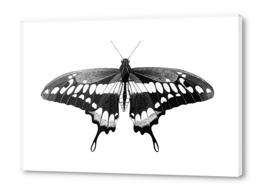 Butterfly Acrylic prints by Nika_Akin