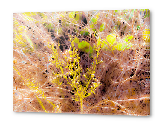 green wildflowers with brown dry grass background Acrylic prints by Timmy333