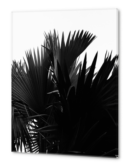 palm leaves texture abstract background in black and white Acrylic prints by Timmy333