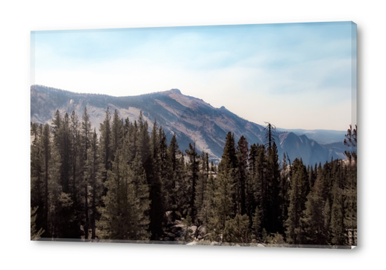 pine tree and mountain view at Yosemite national park California USA Acrylic prints by Timmy333