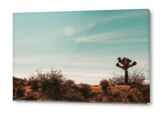 Cactus and desert view at Red Rock Canyon State Park California USA Acrylic prints by Timmy333