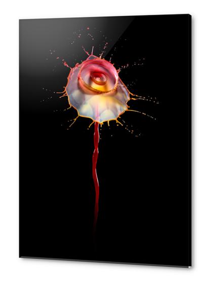 Water Rose Acrylic prints by Jarek Blaminsky