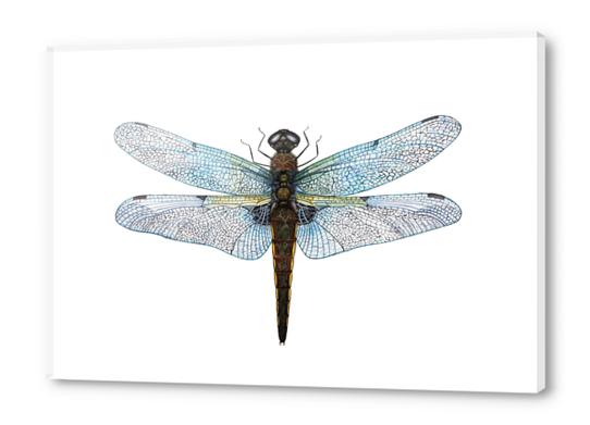 Dragonfly Acrylic prints by Nika_Akin