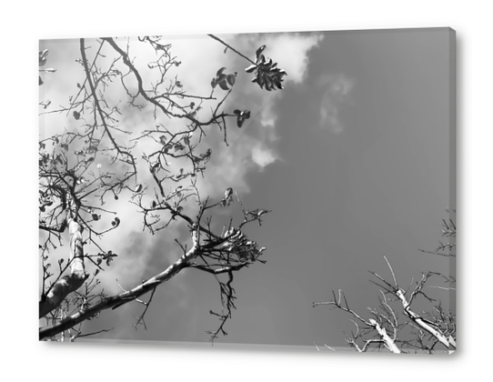 tree branches with clouds and sky background in black and white Acrylic prints by Timmy333