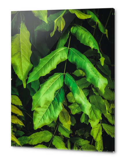 green leaves texture background Acrylic prints by Timmy333