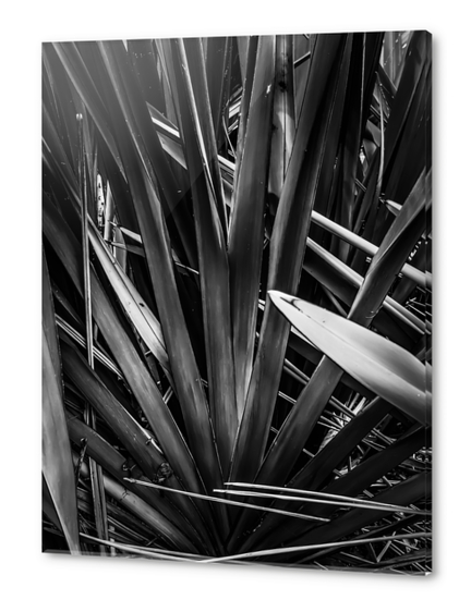 palm leaves texture abstract in black and white Acrylic prints by Timmy333