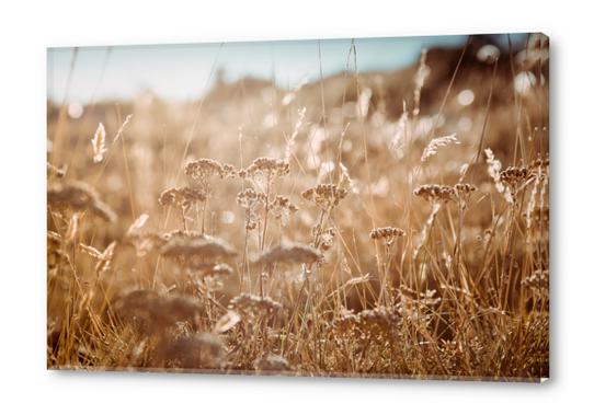 Field Acrylic prints by Salvatore Russolillo