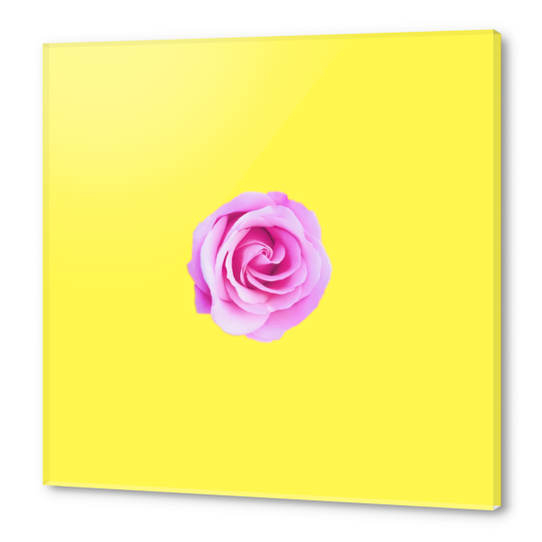 closeup pink rose with yellow background Acrylic prints by Timmy333