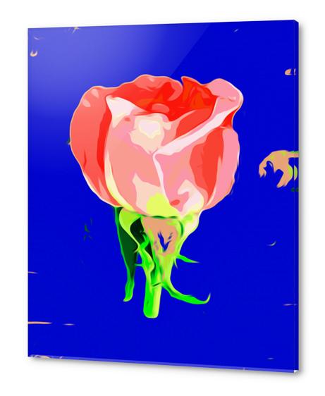 drawing red rose with dark blue background Acrylic prints by Timmy333