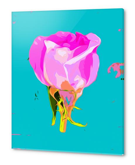 drawing pink rose with blue background Acrylic prints by Timmy333