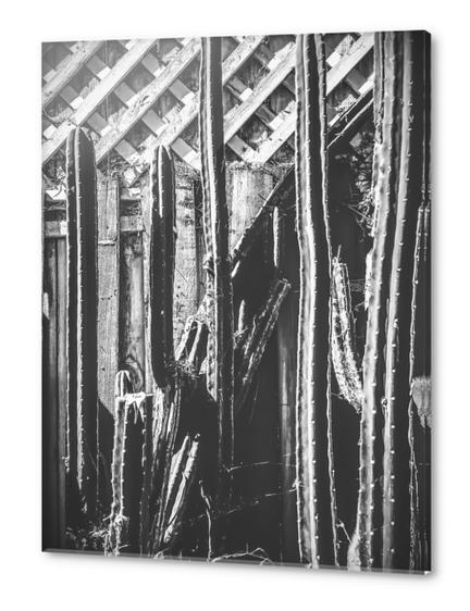 cactus with wooden fence in black and white Acrylic prints by Timmy333