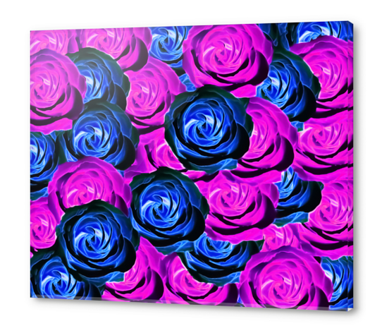 blooming rose texture pattern abstract background in pink and blue Acrylic prints by Timmy333