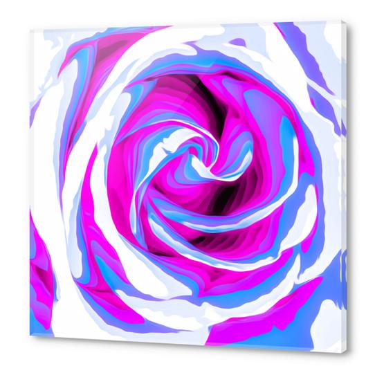 pink and blue closeup rose texture background Acrylic prints by Timmy333