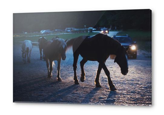 Light behind horses Acrylic prints by Salvatore Russolillo