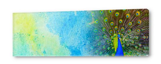  Indian Peacock Acrylic prints by Irena Orlov