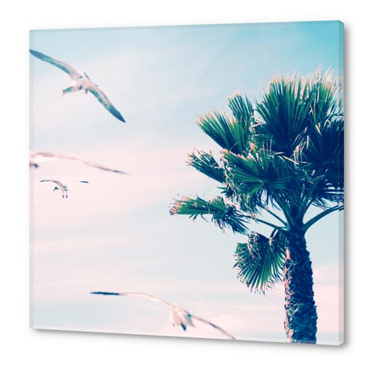 Palm Tree Acrylic prints by mmartabc