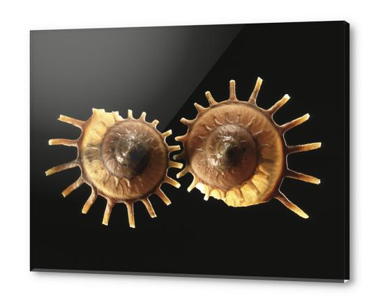 Shell Acrylic prints by Mermet