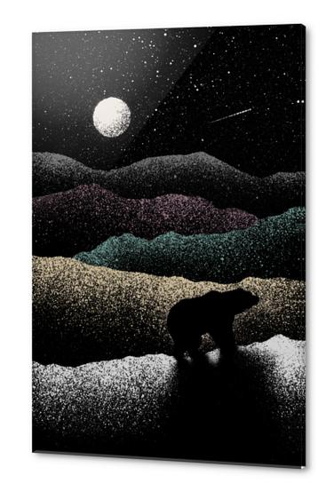 Wandering Bear Acrylic prints by Florent Bodart - Speakerine