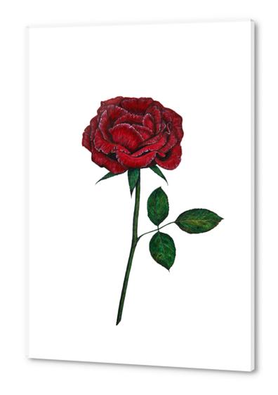 Rose Acrylic prints by Nika_Akin